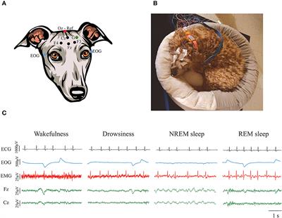 Sleep and cognition in aging dogs. A polysomnographic study